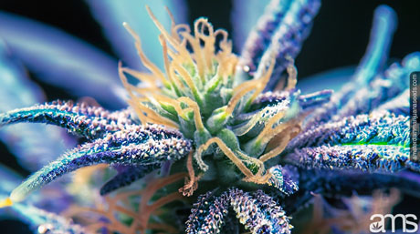the secrets hidden within trichome color macro on the trichomes of a cannabis flower