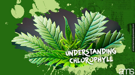 Cannabis Leaf Green chlorophyll
