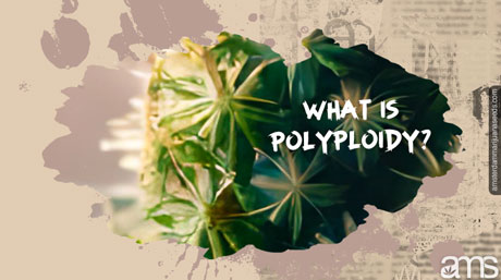 what is polyploidy cannabis plant polyploidy