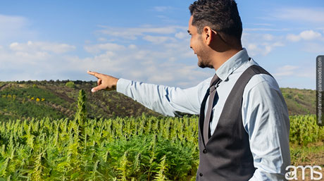 zoning and land use requirements man in a cannabis field
