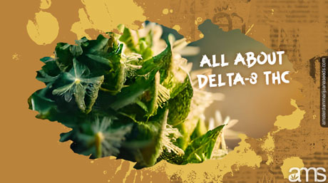 all you need to know about delta-8 THC hemp bud close up