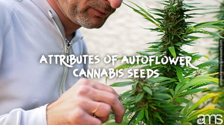 attributes of autoflower cannabis seeds characteristics of autoflowering plant