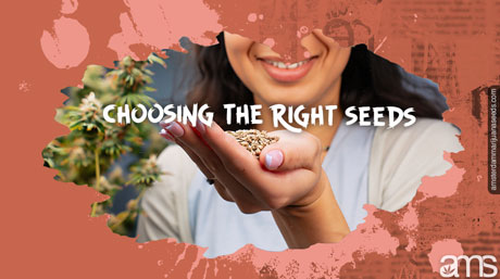 grow tent with cannabis seeds