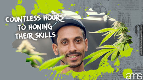 dutch cannabis seeds breeder dutch cannabis breeder