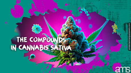 compounds of cannabis sativa cannabis sativa flower covered in molecules