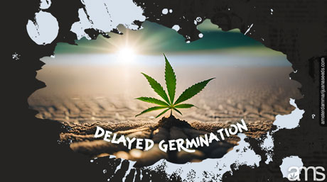 Cannabis plant delayed germination Cannabis plant delayed germination