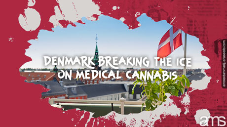 Copenhagen Denmark potted cannabis plant