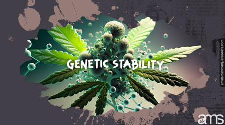 genetic stability genetic stability