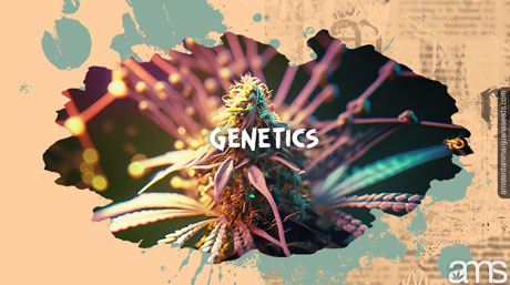 genetics the role in trichome production cannabis genetics rich in trichomes