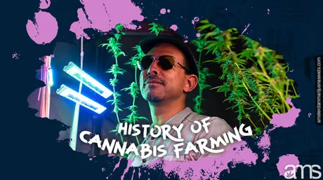 02 history of cannabis farming post img 1