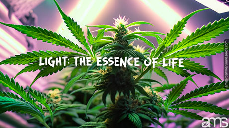 light the essence of life marijuana plant in a grow room under a grow lamp