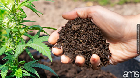 nutrient-rich soil essential steps preparing soil outdoor cultivation rich soil