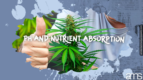 ph and nutrient absorption marijuana plant ph