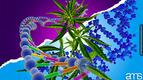 polyploid cannabis plant dna cannabis and polyploidy
