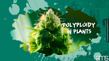 polyploidy in plants marijuana plant flower