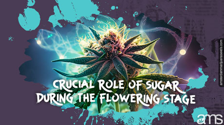 role of sugar during the flowering stage flowering sativa cannabis and energetic light beams