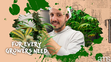 strains for every growers need AMS strains for every growers need