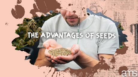 clones vs cannabis seeds the advantages of seeds cannabis breeding