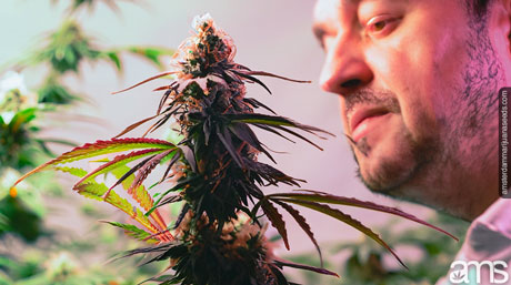 the growing process man observes the growth of his plant