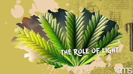 photosynthesis and cannabis