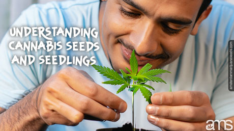 understanding cannabis seeds and seedlings
