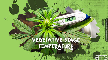 vegetative stage temperature A marijuana plant in the vegetative stage and a thermometer