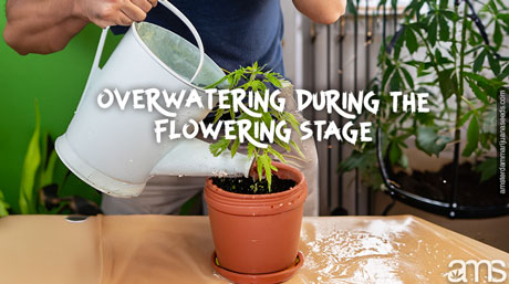 watering during the flowering stage watering cannabis plant