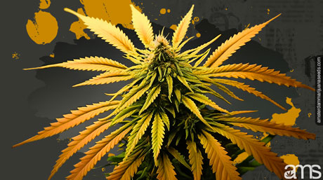 overheated marijuana plant what does an overheated cannabis plant look like