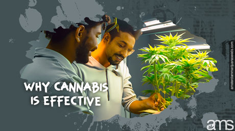 Why marijuana is effective for treating disorders