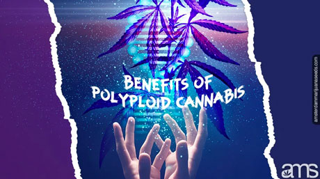 benefits of polyploid cannabis polyploid pot