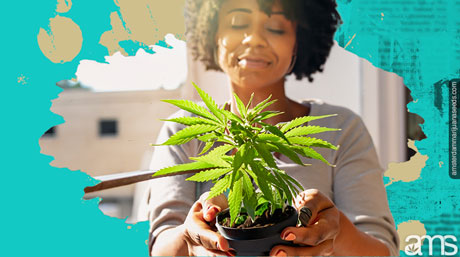 selected the right cannabis strain