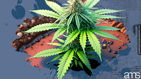 cons of grоwing in clаy soil a cannabis plant in soil with poor drainage