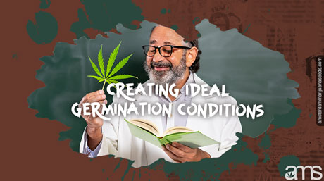 ideal cannabis seed germination conditions