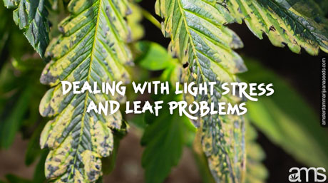 marijuana leaf spots