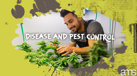 check for stink bugs detect stink bugs