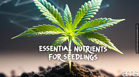 cannabis seedling with nutrients
