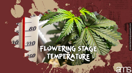flowering stage temperature A marijuana plant in the flowering stage and a thermometer