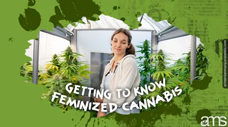 03 getting to know feminized cannabis post img 1