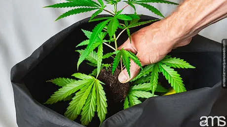 Vibrant cannabis bush in a black grow bag, showing optimal drainage and no root circling