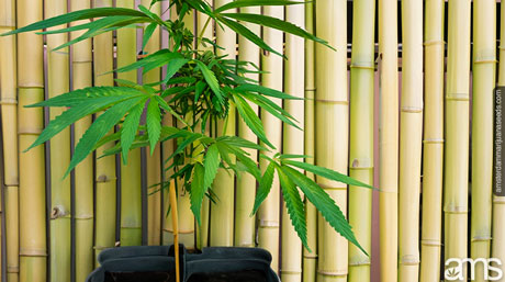 plant with protected by a fence