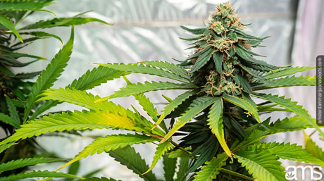 cannabis hybridization