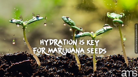 hydration the key for marijuana seeds moisture marijuana seedlings