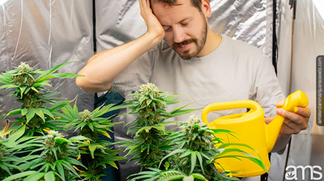 grower overwatering plants