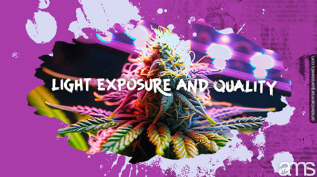 light exposure and quality production marijuana flower rich in trichomes
