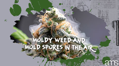 moldy weed mold spores