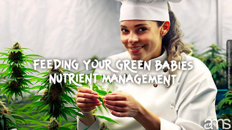 nutrient management grow room with marijuana plants