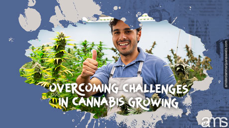 overcoming the challenges in cannabis growing challenges cannabis growing