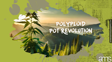 polyploid pot revolution marijuana polyploid pot plants