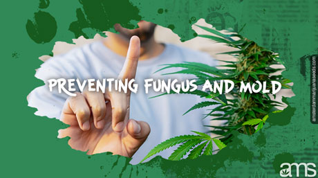 preventing fungus and mold prevent fungus mold