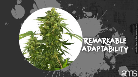 super silver haze marijuana plant super silver haze marijuana plant in full bloom